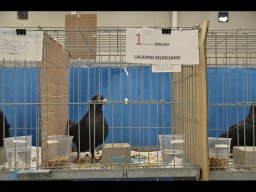 Concurso de Palomas 2012